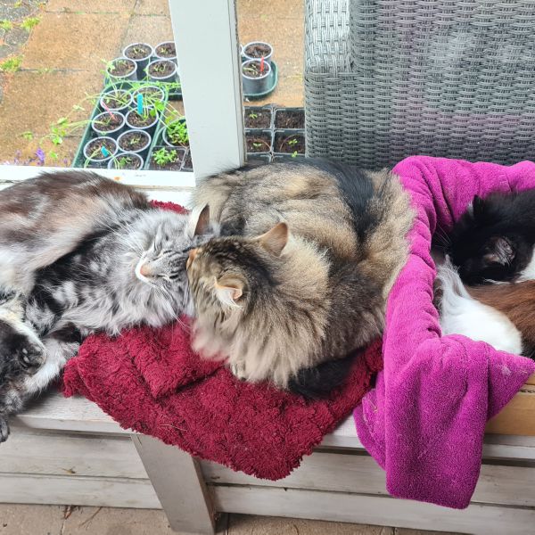Thorvik, Anzar, Loki en Sigunn