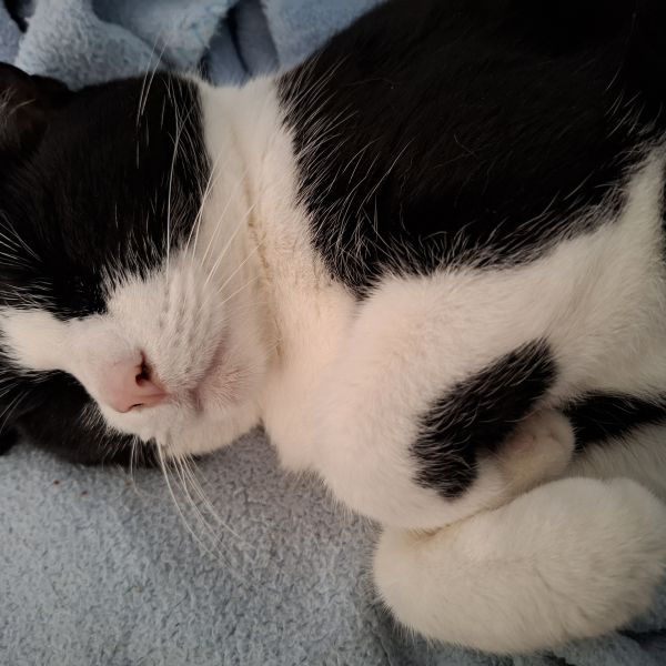 Bella