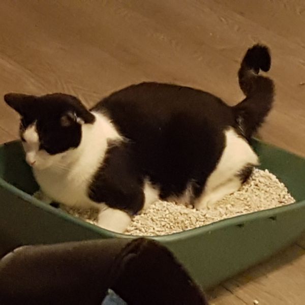 Ollie