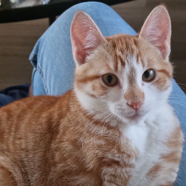Willem
