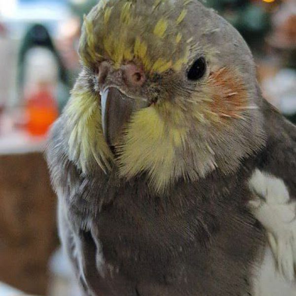 Mochi