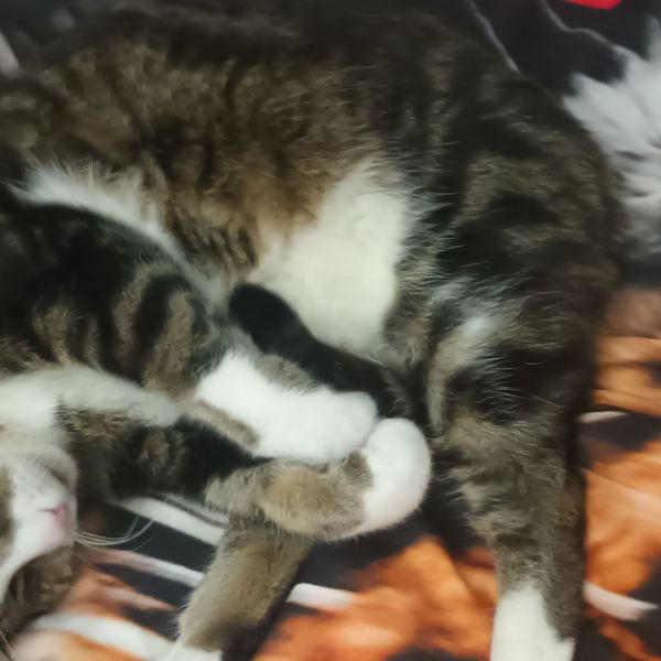 Nemo