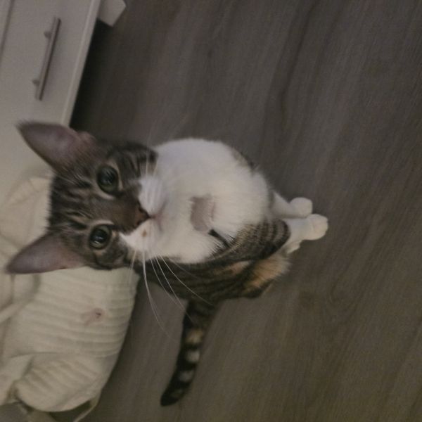 Lola