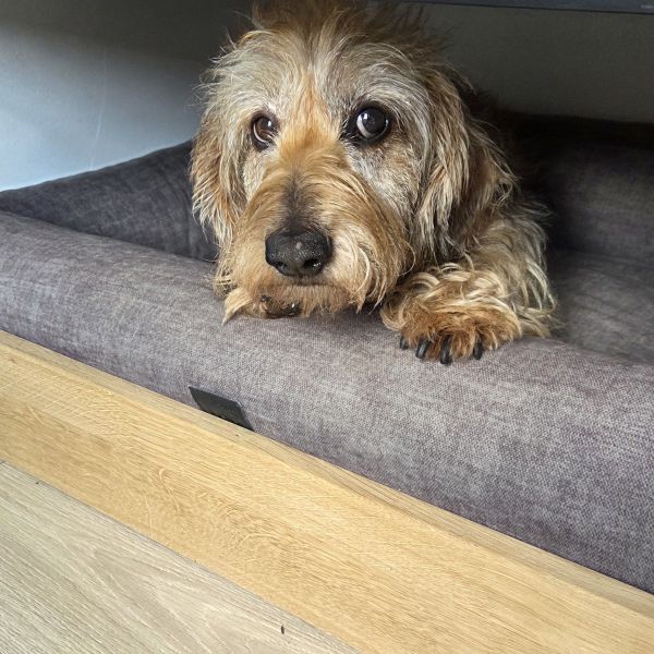 Guusje