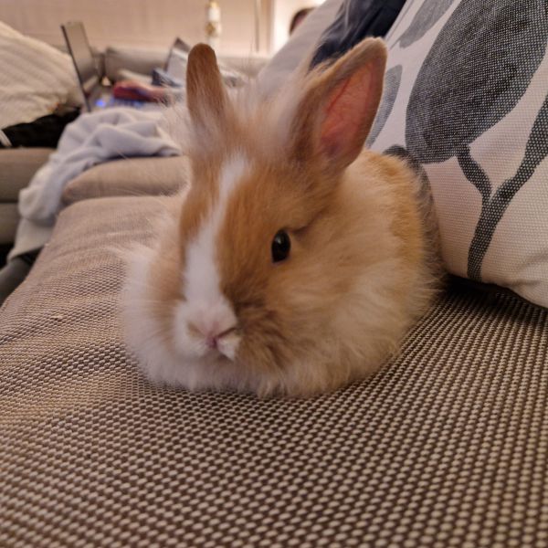 Lola