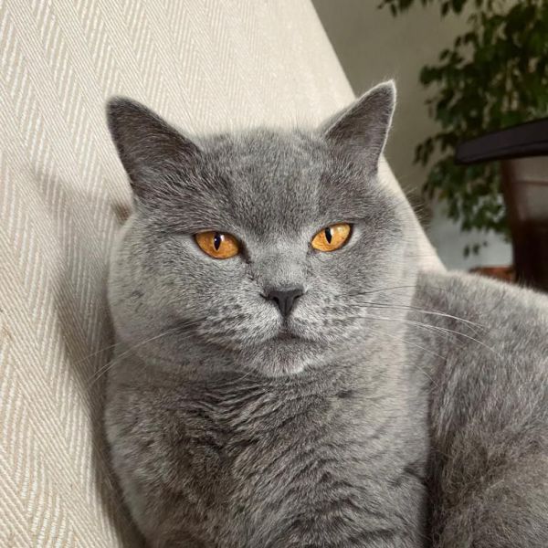 Bibi