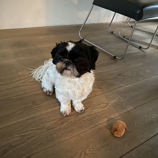Bo
