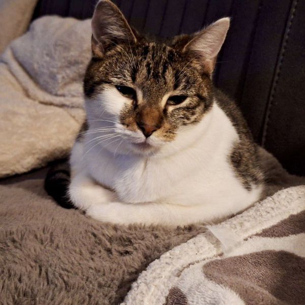 Isa