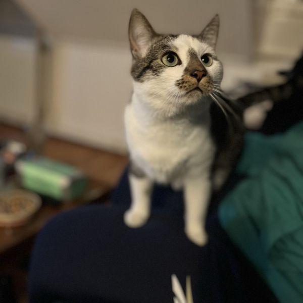 O’Malley