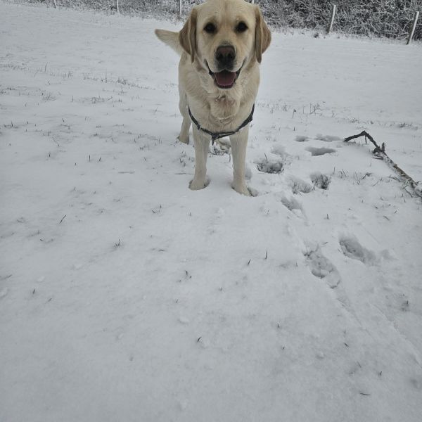 Bruno
