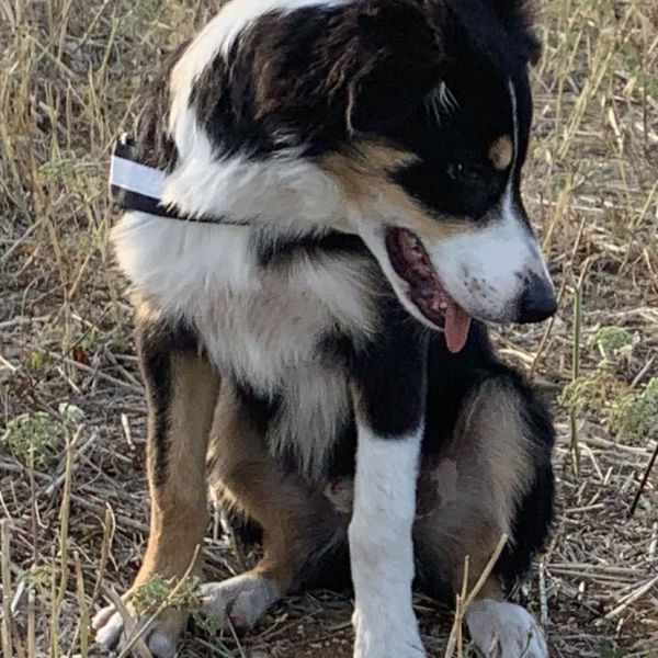 Max