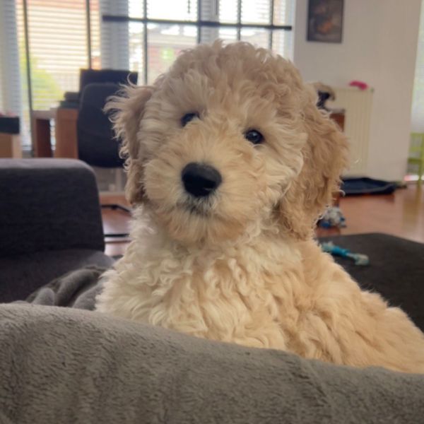 Bobby