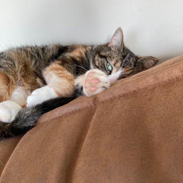 1 kat