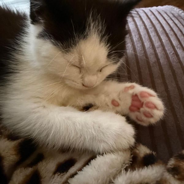 Coco
