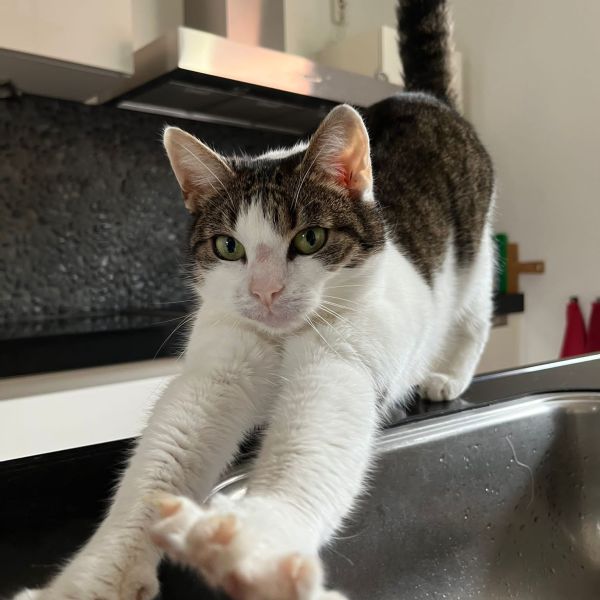Mimi