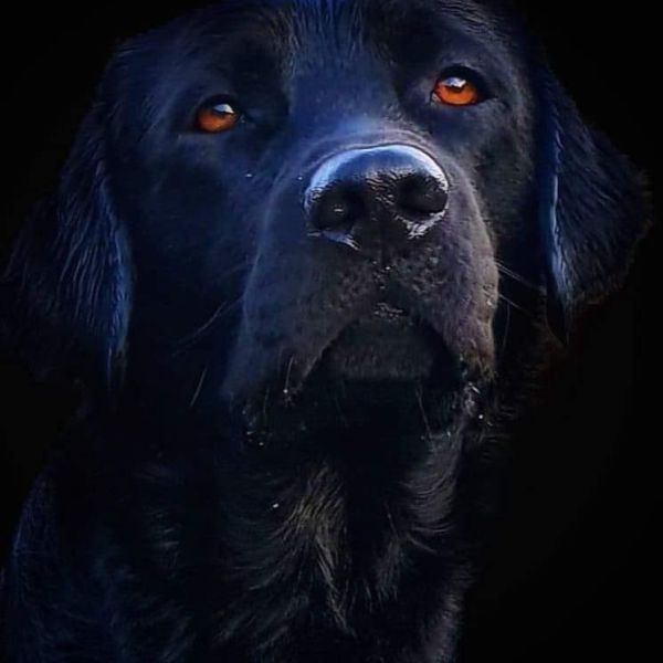 Dori