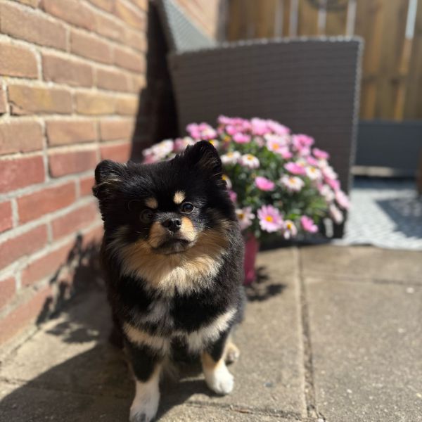 Koda