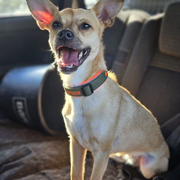 Ziva