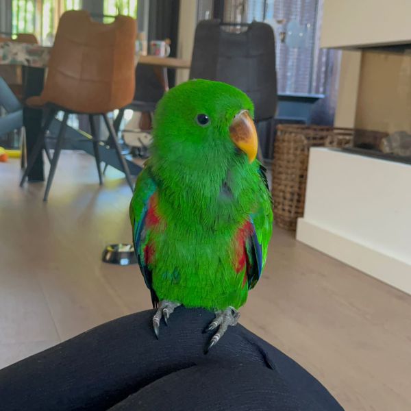 Pino