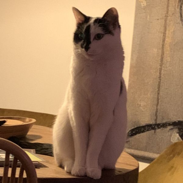 Cato