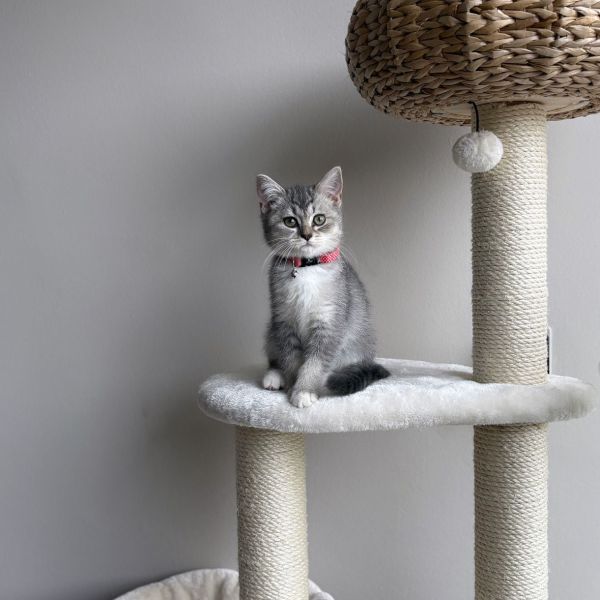 Mila
