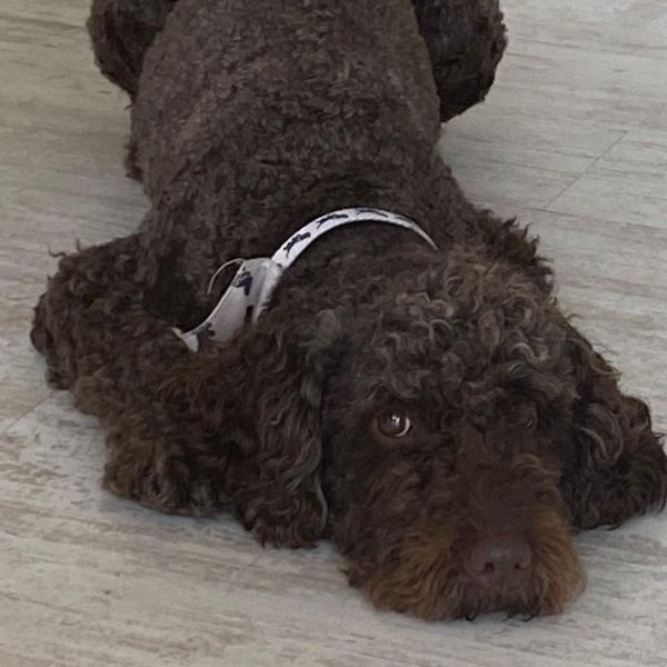 Archie