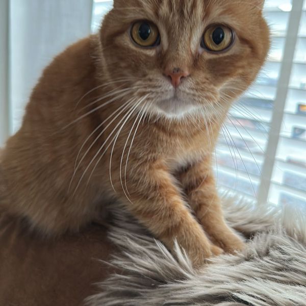Ginger