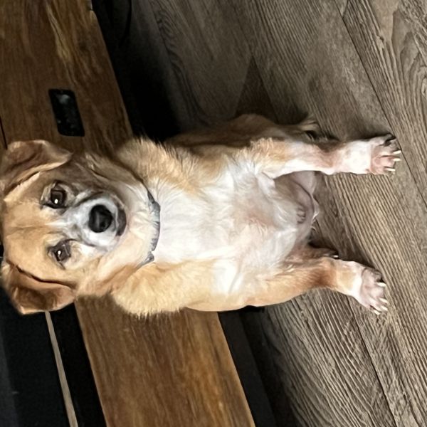Tommie