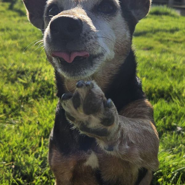 Pip