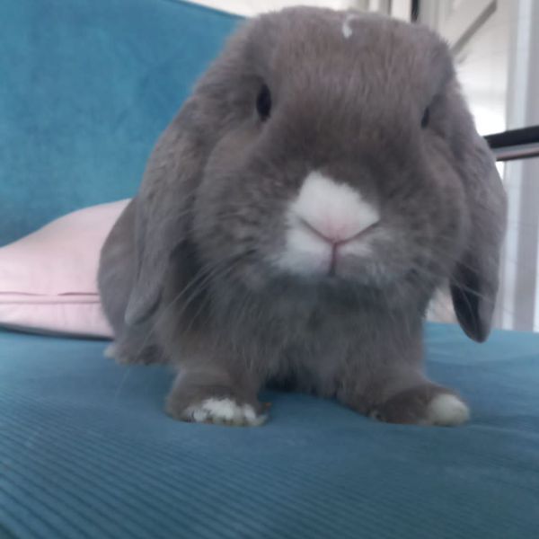 Muis