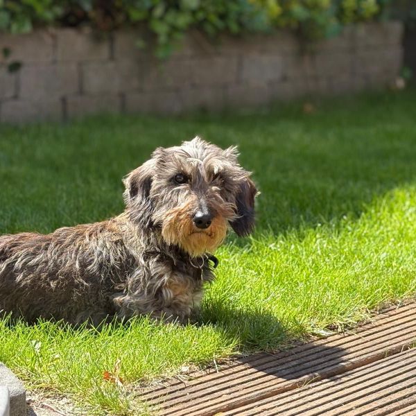 Odie