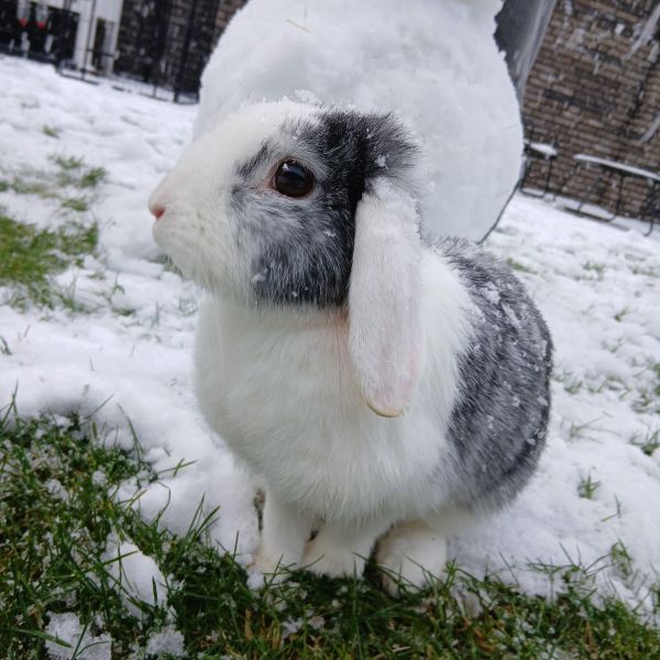 Oreo