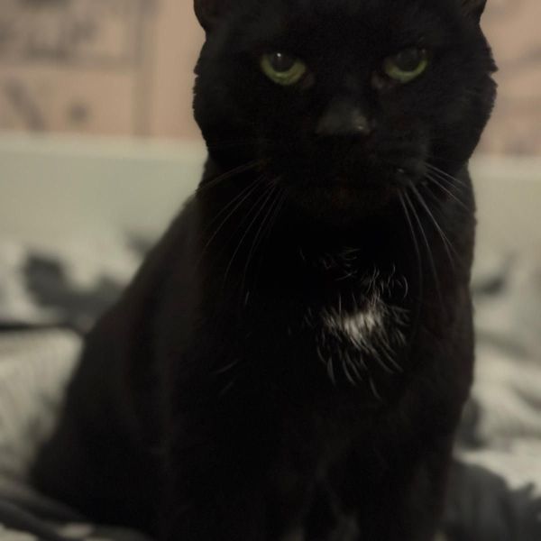 Feline