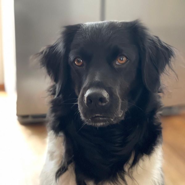 Guusje