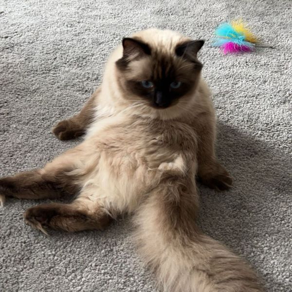 Vanya