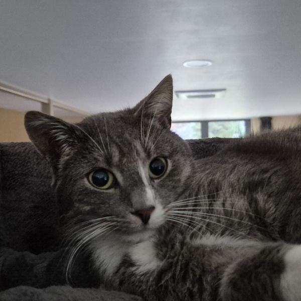 Charlie