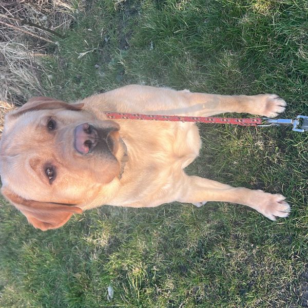 Rex
