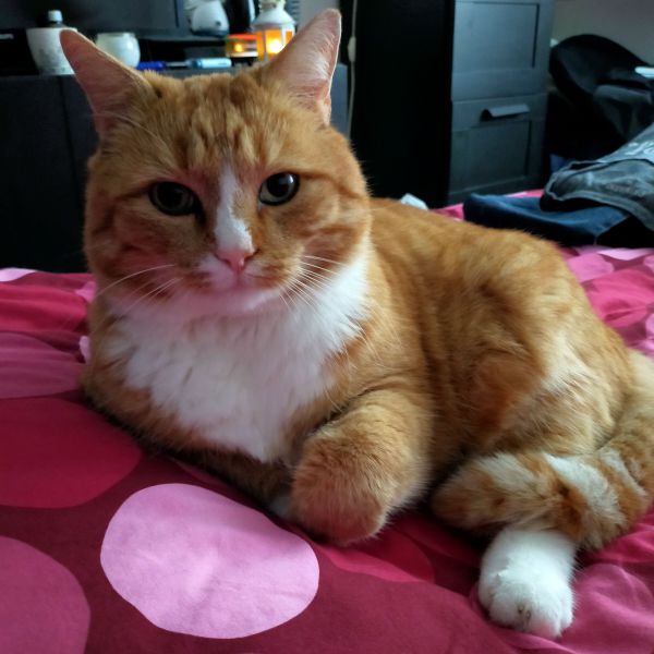 Dikkie Dik