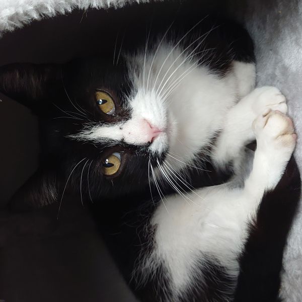 Felix