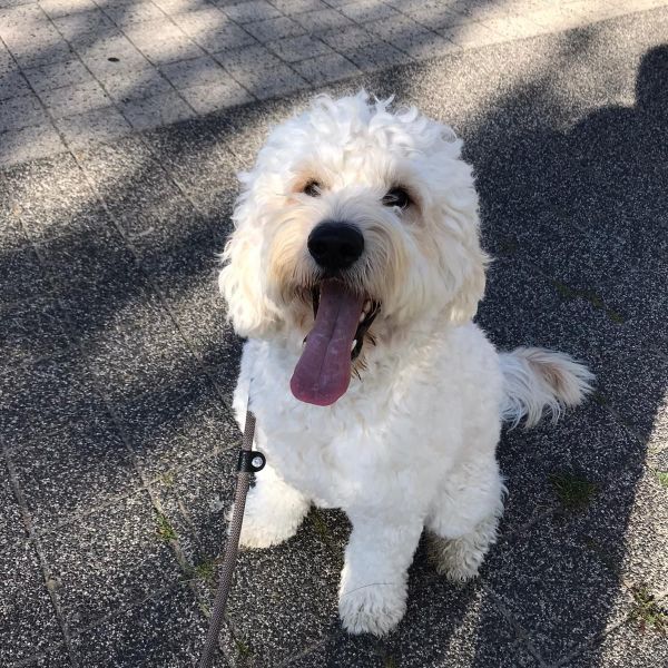 Bo