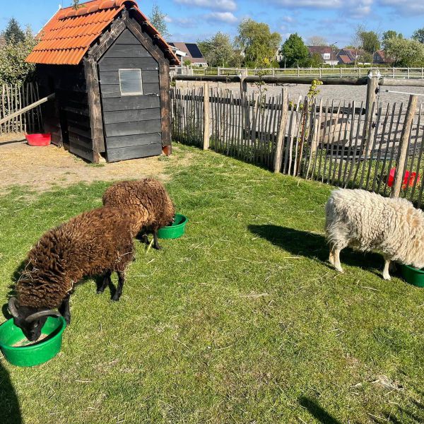 3 schapen