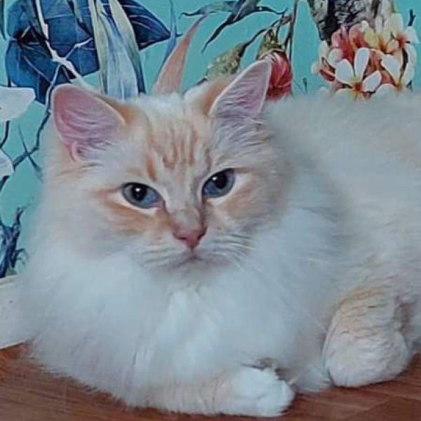 Merlin