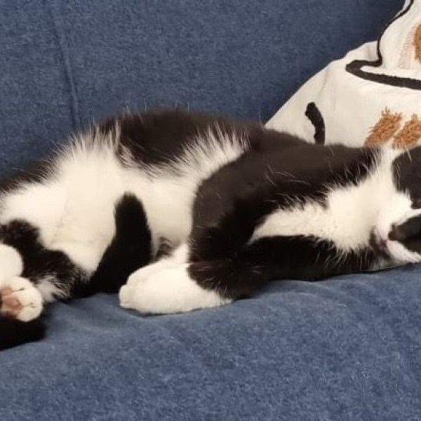 Billie en Tofu