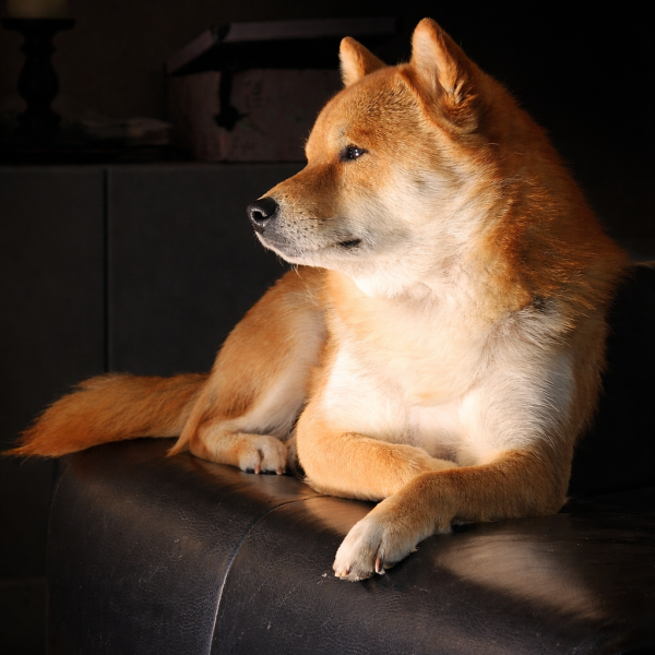 Yoshi