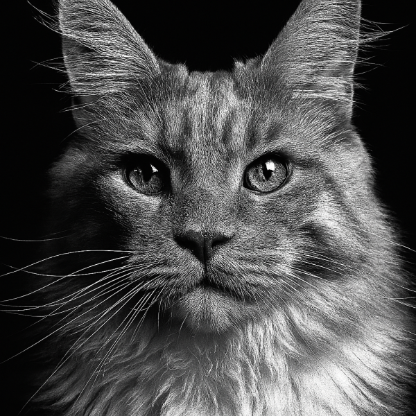 Karel