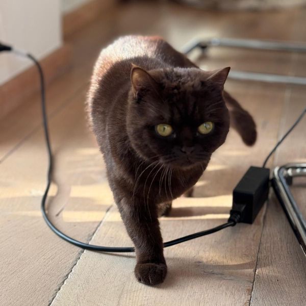 Pip