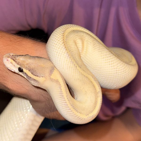 2 Pythons &amp; 12 Rattenslangen