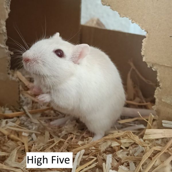 High Five