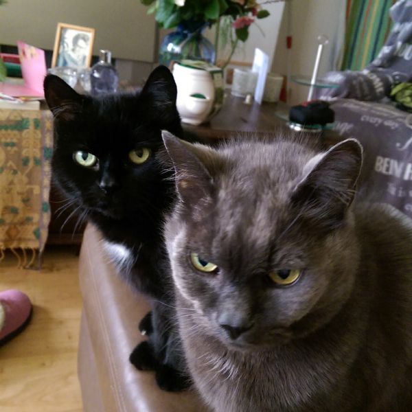 Kedi en Gato