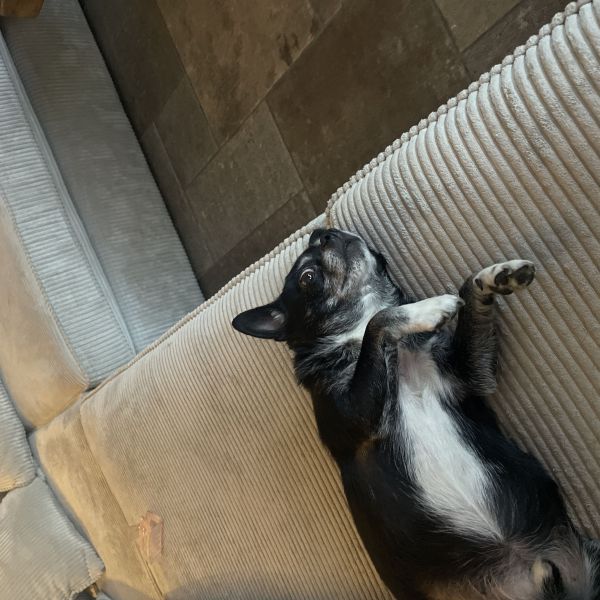 Bo